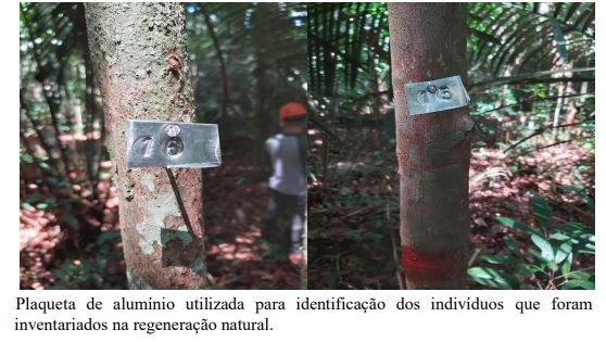 Manejo florestal e regeneração natural contribuem para a mitigação climática