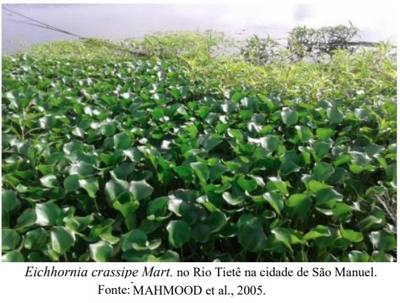 Possibilidade de tratamento de águas residuais com wetlands construídas com jacinto d’agua