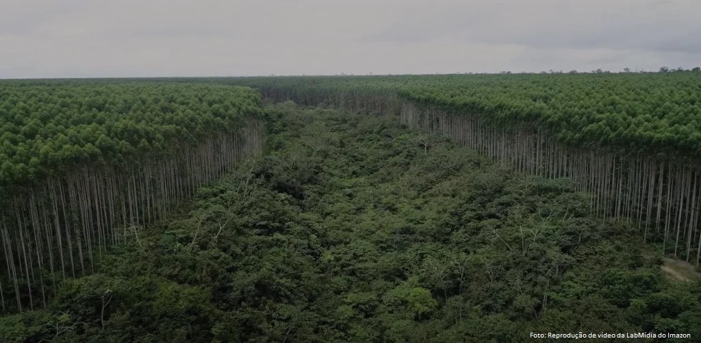 Sensores remotos são aliados no monitoramento de áreas florestais na Amazônia