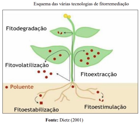 Fitorremediação é alternativa para remediação em áreas com recursos minerais