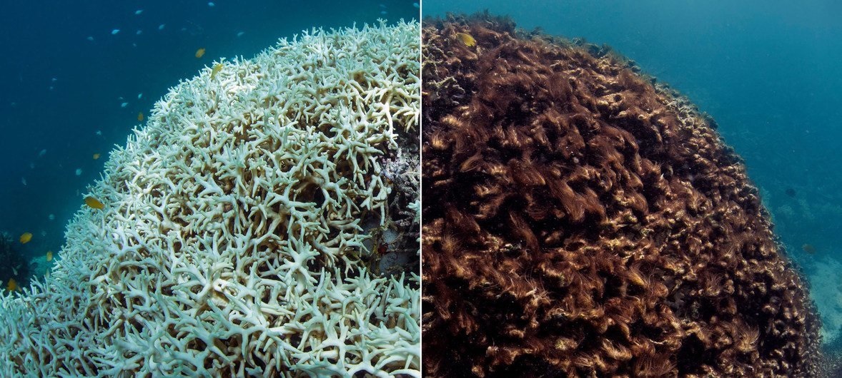 Substância encontrada em filtros solares pode acelerar o branqueamento de corais