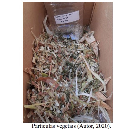 Milho e sorgo podem ser alternativas para produção de biogás
