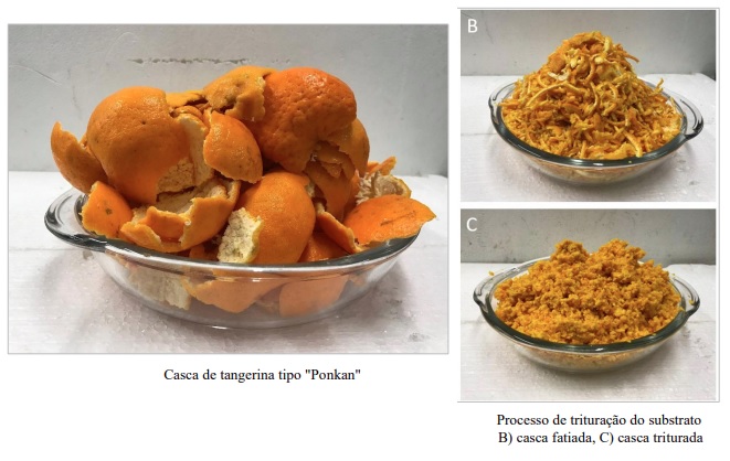 Cascas de frutas cítricas são excelentes substratos para produção de biogás