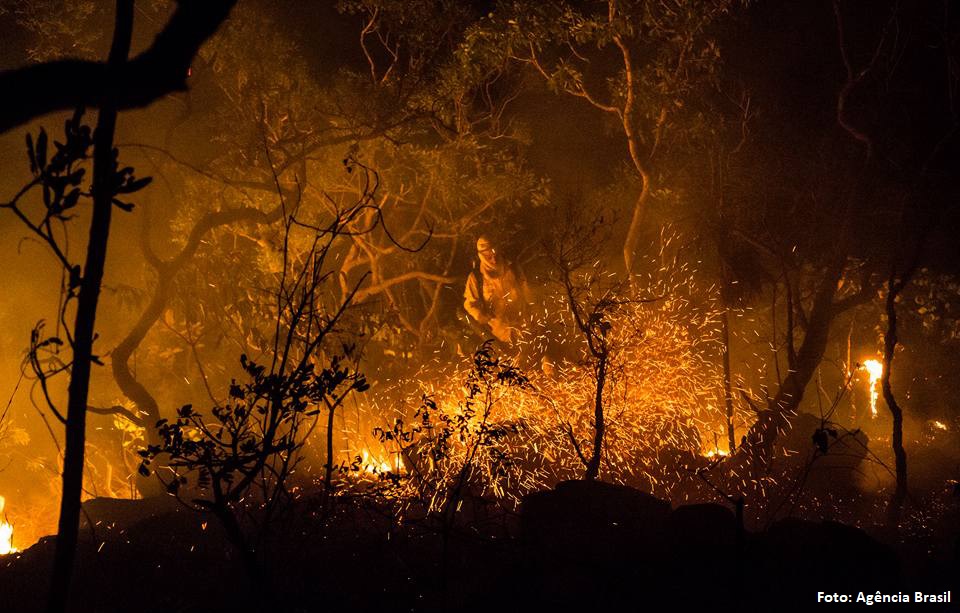 Incêndios florestais trazem prejuízos ambientais, sociais e econômicos